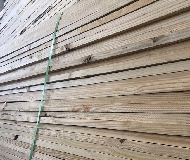 巴林左巴西松